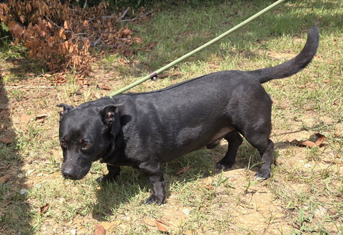BUDDY GREEN - Black Labrador Retriever / Basset Hound available for adoption