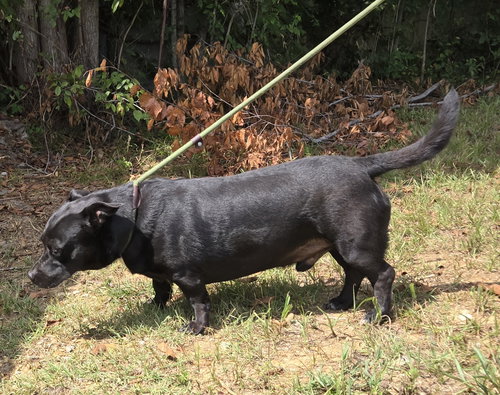 BUDDY GREEN - Black Labrador Retriever / Basset Hound available for adoption