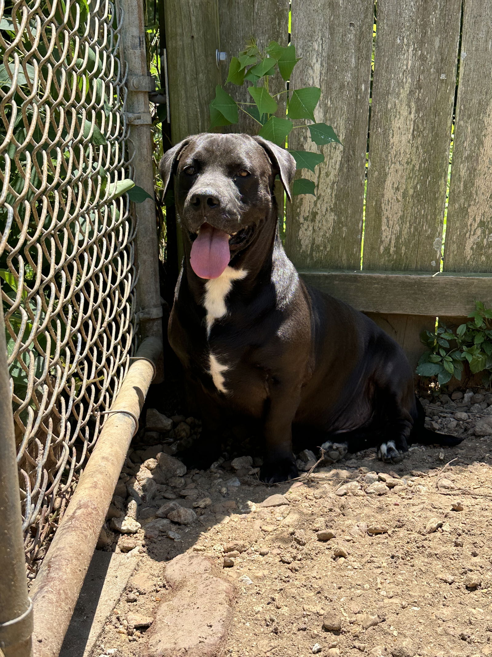 adoptable Dog in Jackson, MS named Snickers