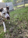Rosco - Photo 1