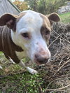 Rosco - Photo 2