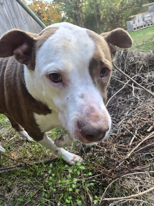 ROSCO - Hound available for adoption