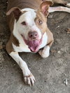 Rosco - Photo 1