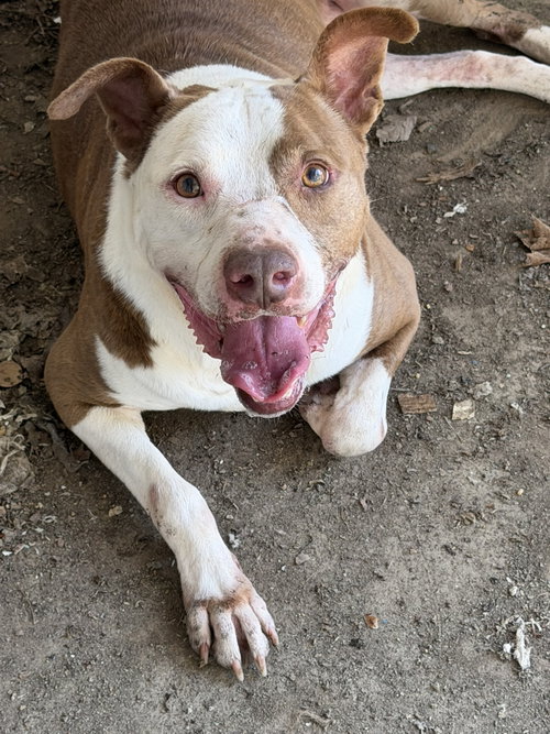 ROSCO - Hound available for adoption