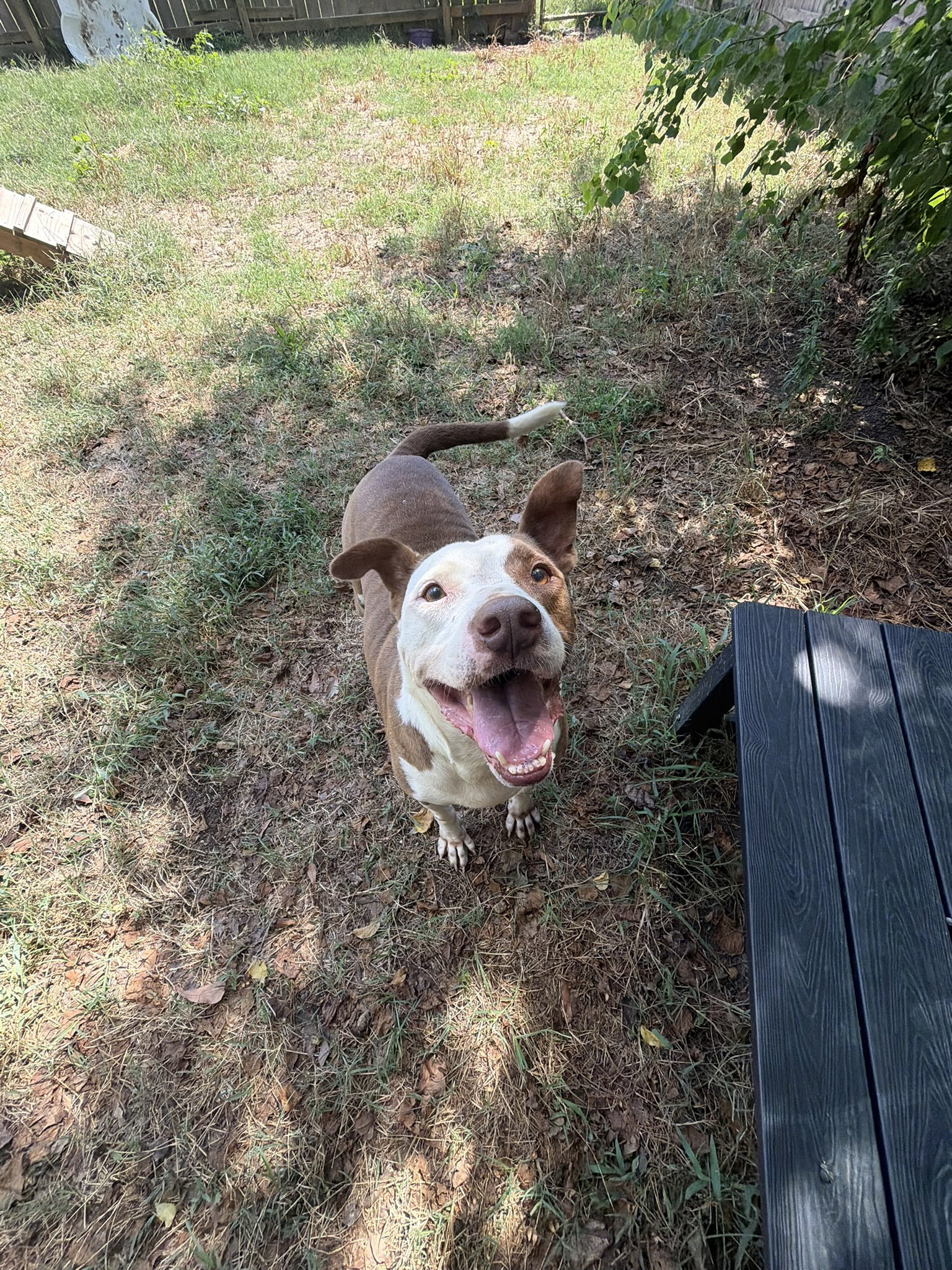 Rosco, photo 2
