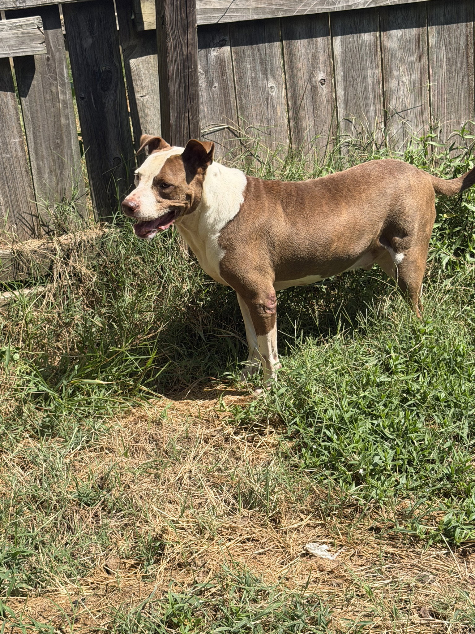 Rosco, photo 3