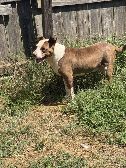 Photo 3 of Rosco