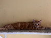 Blaze - Photo 2