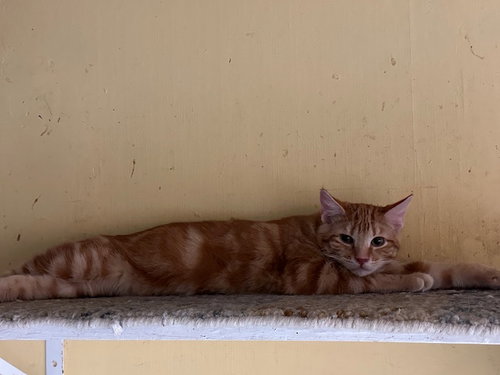 BLAZE - Domestic Short Hair available for adoption