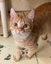adoptable Cat in , MS named Axle