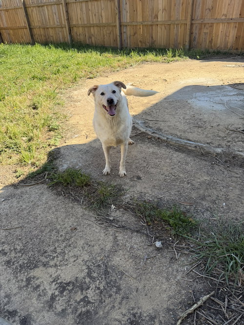 Saturday, an adoptable Labrador Retriever in Jackson, MS