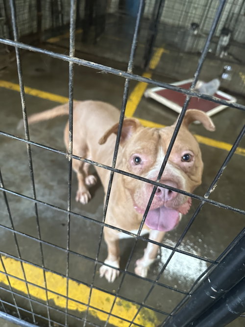 ATHENA - Bulldog available for adoption