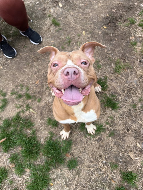 ATHENA - Bulldog available for adoption