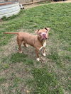 Athena - Photo 3