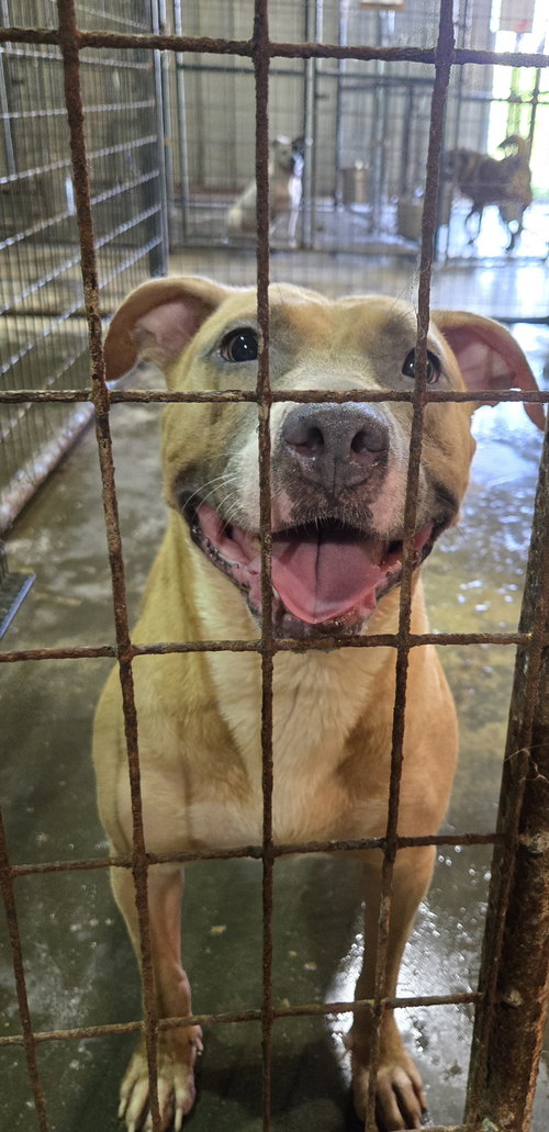 SADIE - Bulldog / Shepherd available for adoption