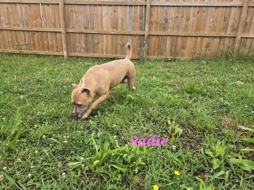 Sadie, an adoptable Bulldog in Jackson, MS