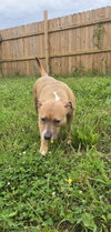 Sadie - Photo 2