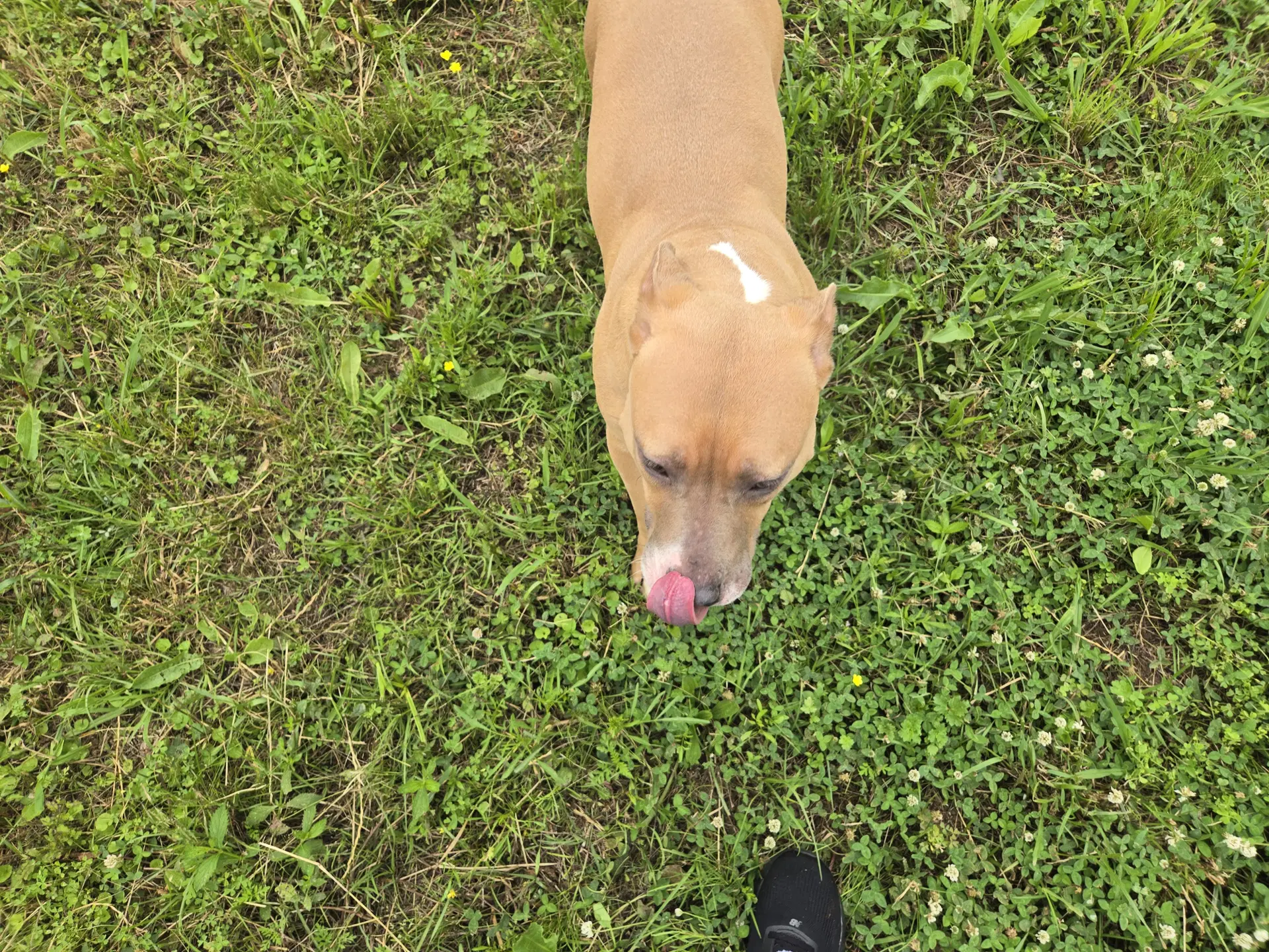 Sadie image 4