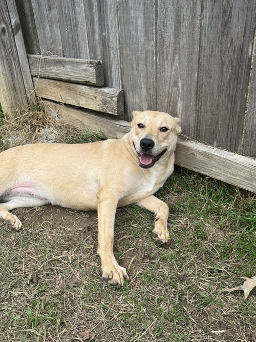JUAN VALDEZ - Yellow Labrador Retriever available for adoption