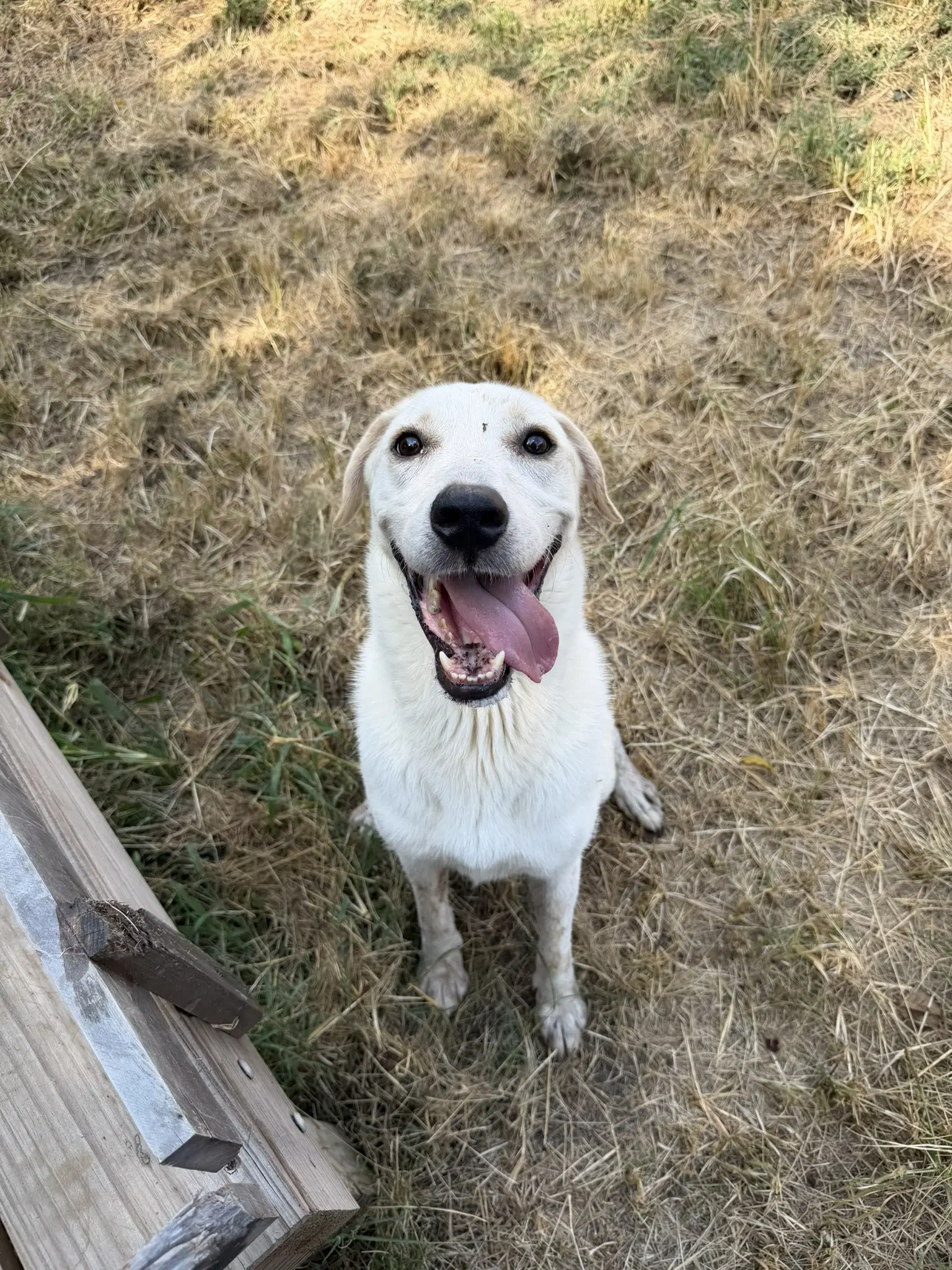 Juan Valdez - Yellow Labrador Retriever