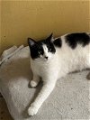 adoptable Cat in , MS named Pocahontas