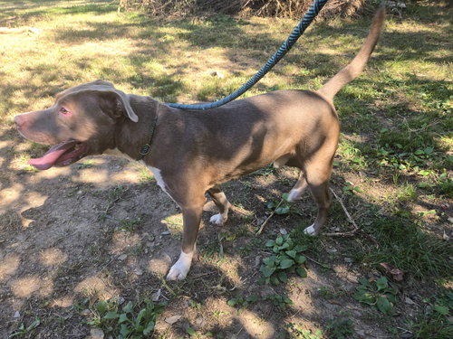 MARK - Unknown available for adoption