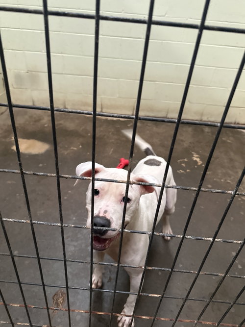 ZERO - Staffordshire Bull Terrier available for adoption