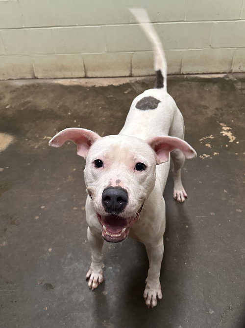 ZERO - Staffordshire Bull Terrier available for adoption