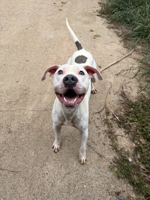 ZERO - Staffordshire Bull Terrier available for adoption