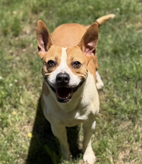 Ike, an adoptable Terrier in Jackson, MS