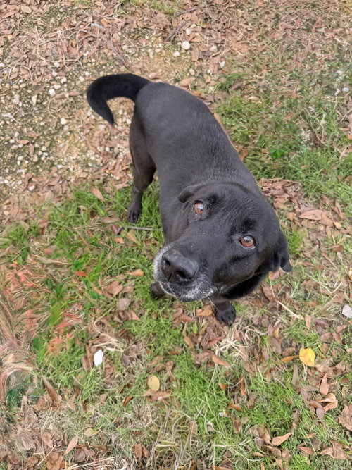 BONES - Black Labrador Retriever available for adoption