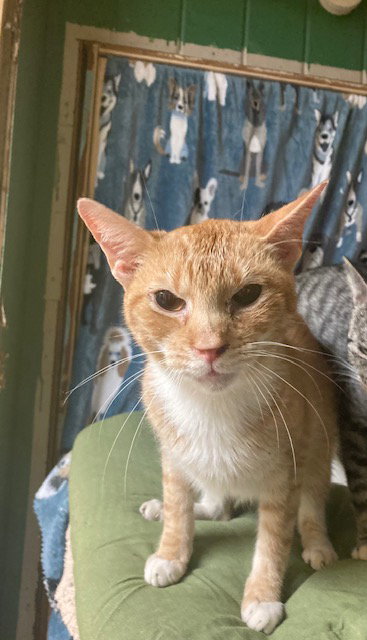 BUMPKIN - Domestic Short Hair available for adoption