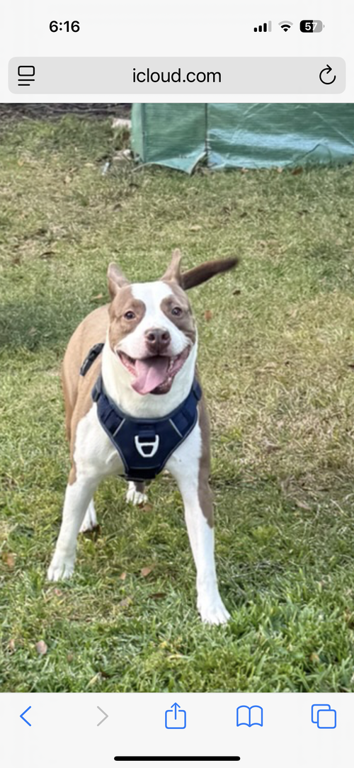 picture of the dog needing adoption