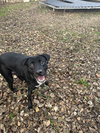 Lucky - Photo 1