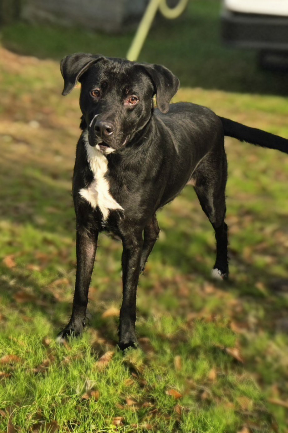 Lucky, photo 5