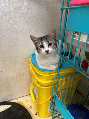 STITCH - Domestic Short Hair available for adoption
