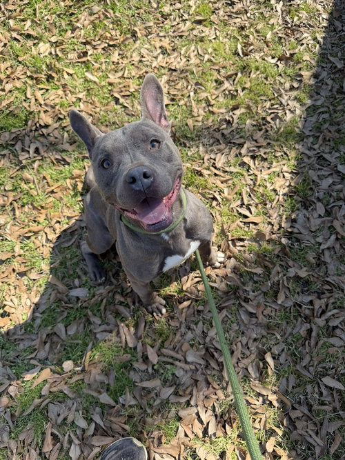 FIREPLUG - Terrier / American Bulldog available for adoption