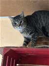 adoptable Cat in , MS named Pharoah