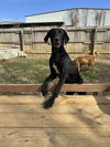 Sophie - Photo 1