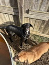 Sophie - Photo 2