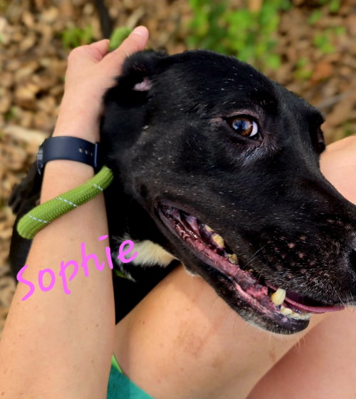 Photo 2 of Sophie