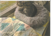 adoptable Cat in , MS named Lola