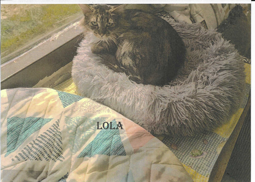 picture of the cat needing adoption