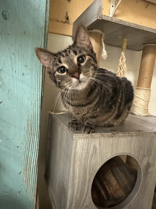 JAMES TAYLOR - Domestic Short Hair available for adoption