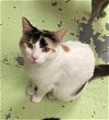 adoptable Cat in , MS named Sage