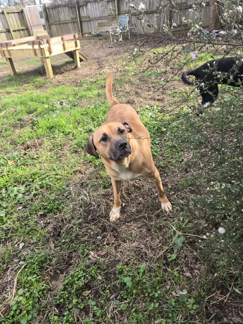 PRESLEY - Mastiff available for adoption