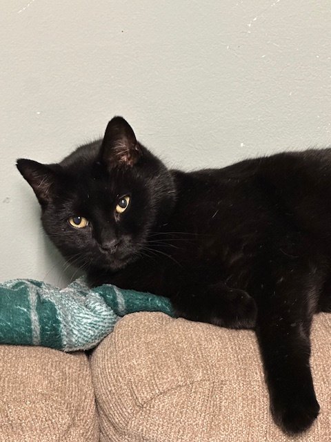 adoptable Cat in Jackson, MS named Mr Bear