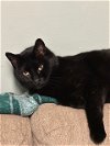 adoptable Cat in , MS named Mr Bear