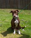adoptable Dog in , MS named Mother Hubbard