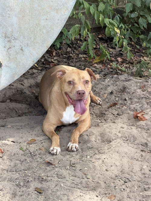 Carter, a dog for adoption from Animal Rescue Fund of MS
